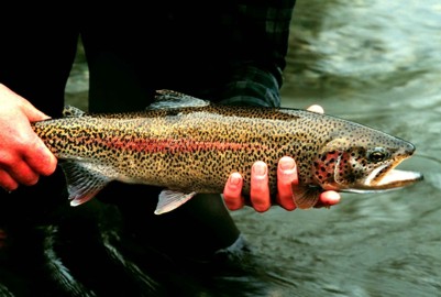 View of an adult Rainbow Trout