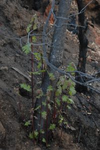 Large oaks sprout from the base of a mid-sized sapling