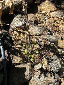 Image of a few oak leaves sprouting from the base of a small twig