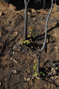 Image of two oak saplings with new greenery sprouting from their bases