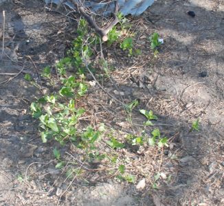 Image of a small patch of vinca on the ground