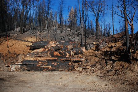 Image of a tall stack of large pine logs