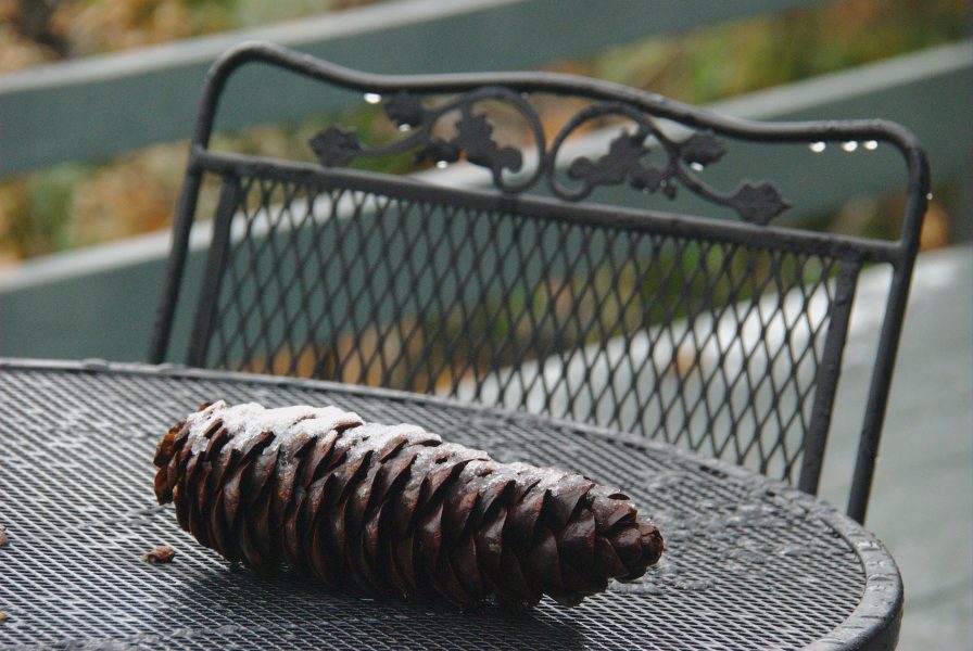 Image of a wet pine cone with a dusting of snow