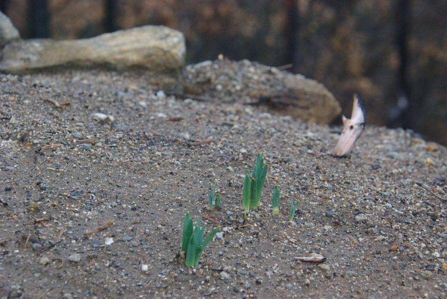 Image of Daffodils poking through wet soil