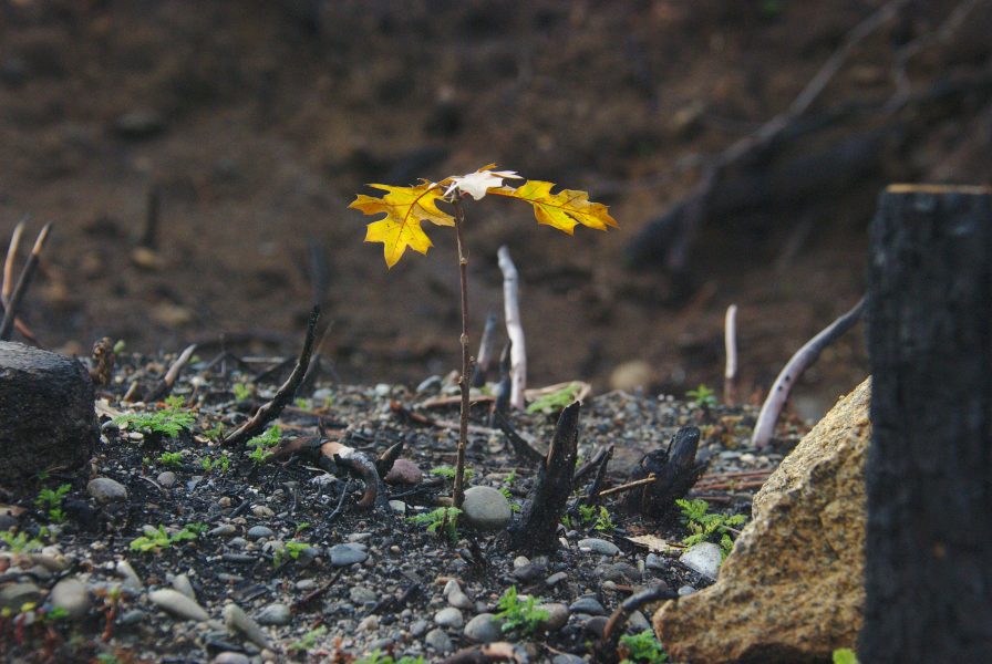 Image of a tiny oak tree with brown leaves lit up by the sun