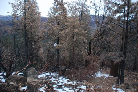 Image of weather station among burned and browned trees