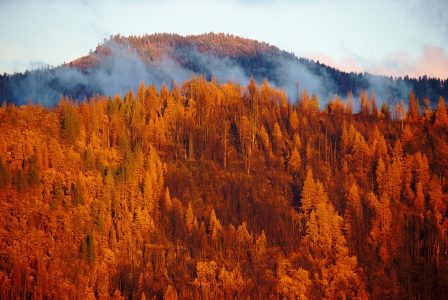 Closeup image of a forested ridge bathed in the warm glow of sunset