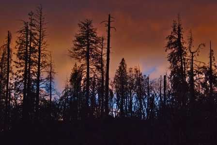 Image of bright orange clouds behind the black silhouettes of tall trees